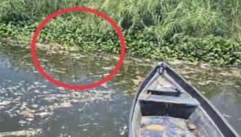 Calor extremo y oxígeno reducido causan mortandad de peces en laguna de Acapulco