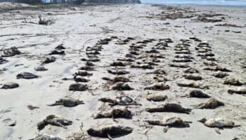Aparecen más de 700 pingüinos muertos en playas de São Paulo, Brasil