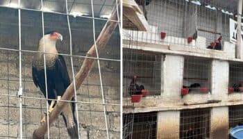 Rescatan 115 aves, incluyendo ejemplar en peligro de extinción, de criadero clandestino en Edomex