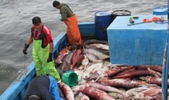 Barcos ilegales arremeten en Perú: un nuevo intento por reabrir el proceso de formalización pesquera podría 'blanquearlos' | Mongabay