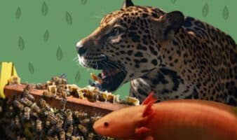 Biodiversidad en riesgo: estas son las especies más emblemáticas de México