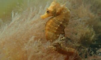 Científicos y buzos luchan por salvar al caballito de mar patagónico en Argentina descubierto hace apenas 20 años | Mongabay