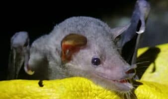 Enemigo silencioso: confirman en México la presencia de hongo mortal que amenaza a los murciélagos | Mongabay