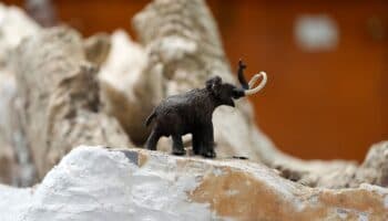 Investigadores de la UNAM descubren un nuevo linaje de mamut