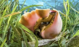 Jícama: la palabra clave en México para vender ilegalmente caracol rosado en redes sociales | Mongabay