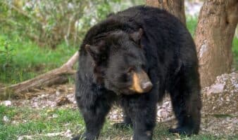 Grandes carnívoros: aliados clave para conservar la biodiversidad | Naturalia