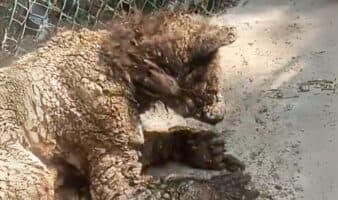 Zoológico La Pastora responde a críticas por osa enferma y prepara reevaluación médica