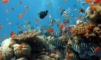 Pese a fallo de la SCJN, Gobierno pretende ampliar el puerto de Veracruz; amenaza arrecifes y ecosistemas terrestres