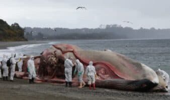 Tragedia silenciosa: Chile encabeza las cifras de muertes de ballenas debido a colisiones con barcos | Mongabay