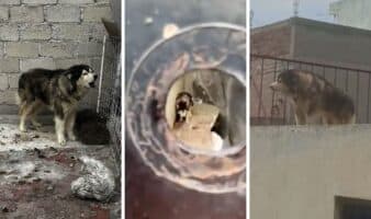 Aguanta Apolo | Periodistas rescatan a perro abandonado; los denuncian penalmente