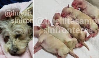 Cereza, perrita embarazada sobrevive a explosión en Iztapalapa y da vida a cinco cachorros
