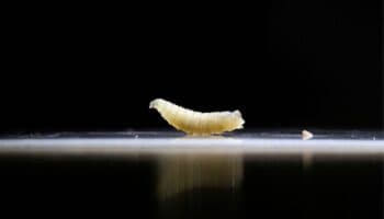 La plaga del gusano barrenador acecha a los humanos