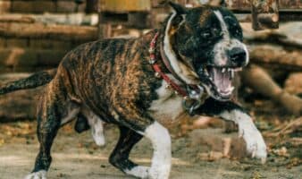 CDMX: Pitbull arranca brazo a mujer de 73 años; arrestan a la dueña