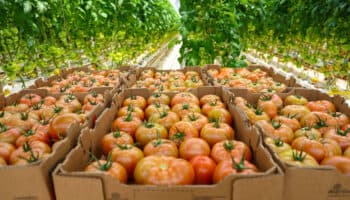 México actualiza precios mínimos de exportación del tomate fresco