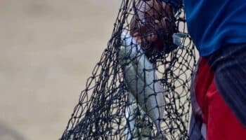 Establecen nuevas vedas de pesca en México: estas son las especies protegidas