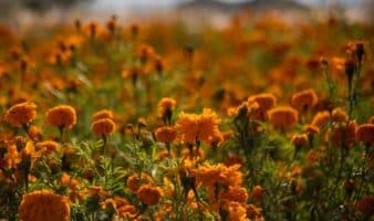 Día de Muertos | Cempasúchil: la flor guía de los difuntos