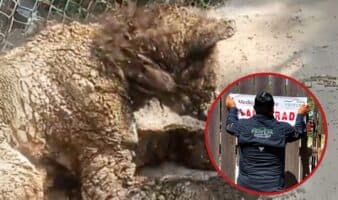 Profepa impone clausura temporal total al zoológico La Pastora por maltrato a la osa Mina