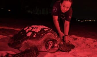 Rastreando el nacimiento de la tortuga verde: el aumento de la temperatura en el mar impacta en la anidación de la especie en las costas de México | Mongabay