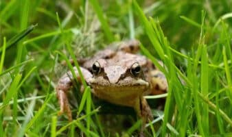 Conoce más sobre el Reto Naturalista México Otoño 2025