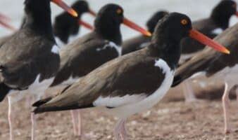 Un refugio inesperado: el amenazado ostrero americano del Pacífico encontró un hogar vital en el noroeste de México | ENTREVISTA | Mongabay