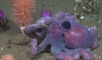 Viaje a las profundidades: la misión científica que descubrió el fondo marino en Uruguay | Mongabay