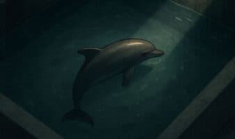 Mincho lucha por sobrevivir: Animal Heroes denuncia ante Profepa el abandono del delfín explotado en Cancún