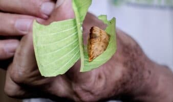 Oruga peluche: el insecto tóxico que preocupa a Jalisco