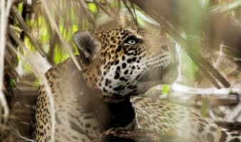 Onçafari: los jaguares regresan a la selva