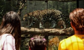 El jaguar en México: obra clave para su conservación