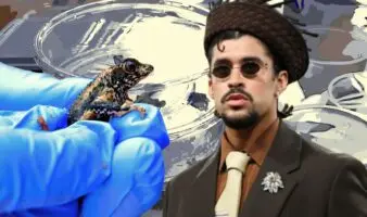 El Sapo Concho, un espécimen endémico que Bad Bunny ayudó a salvar de la extinción