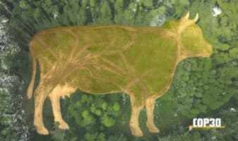 COP30 | Ganadería y soya causaron deforestación de 8.6 millones de hectáreas en Amazonía: WWF