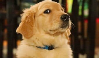 Humanos y perros golden retrievers comparten raíces genéticas para su comportamiento