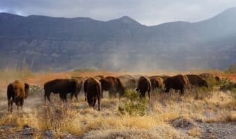 Recuperan cultura y ecosistema: Reintroducen bisontes en Coahuila tras 200 años de ausencia