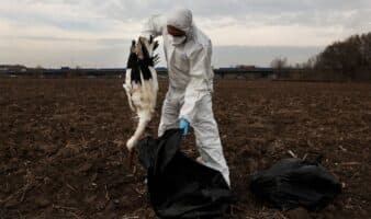Cientos de cigüeñas caen muertas cerca de Madrid por gripe aviar | Galería