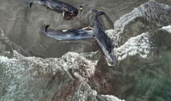 Japón enfrenta su primera demanda por no frenar el cambio climático