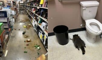Posada animal: Mapache se emborracha en tienda de licores de EE.UU. y se desmaya en el baño
