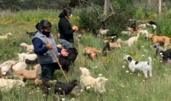 Suspensión obliga a devolver predio al Refugio Franciscano; Fundación Haghenbeck está en desacato, acusa abogado
