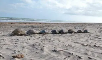 Alarma ambiental en Playa Bagdad por 500 tortugas marinas muertas
