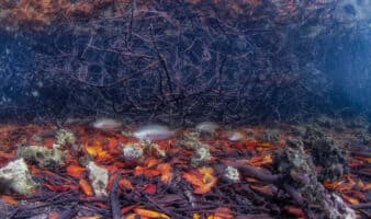 ¿Cuánto vale un arrecife? Estudio que revela el impacto económico oculto en nuestros océanos