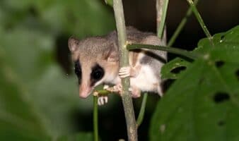 El tlacuache ratón yucateco y el valor de la ciencia ciudadana