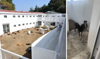 El despojo oculto del caso Refugio Franciscano: ¿Qué pasa con el albergue y los perros llevados al Ajusco?