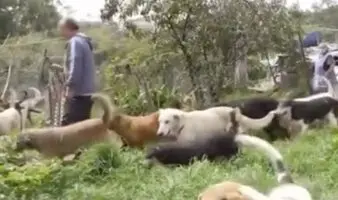 ¿Montaje, rescate o intereses inmobiliarios? Todas las versiones en torno al maltrato y operativo en el Refugio Franciscano