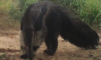 Alerta en el Chaco paraguayo: Así resiste el oso hormiguero a la invasión de su hábitat