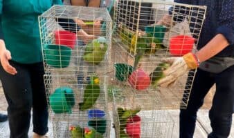 Profepa asegura más de 100 aves silvestres en tianguis de Morelos