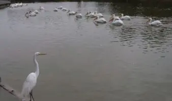 CDMX celebrará los humedales y su importancia en los ecosistemas