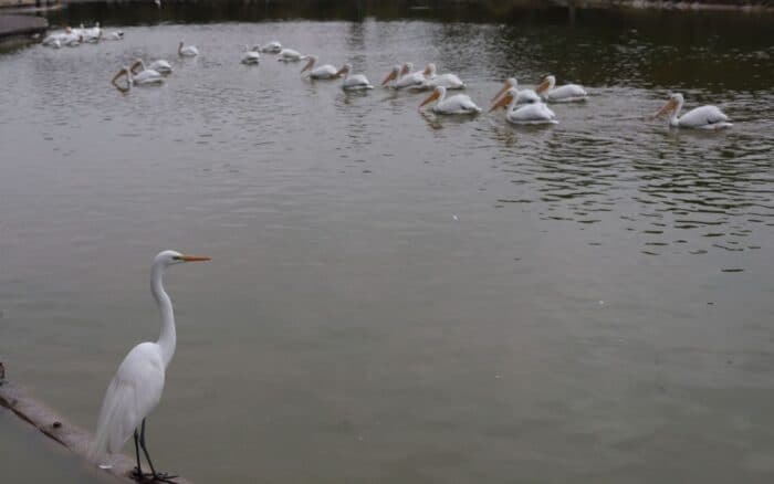 CDMX celebrará los humedales y su importancia en los ecosistemas