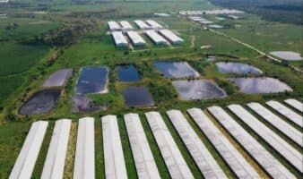 Fiscalizarán granjas de cerdos en Yucatán; omiten bienestar animal | Igualdad Animal México