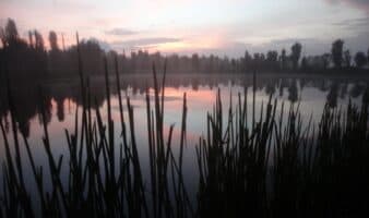 Tamales y humedales: Artículo de Carlos Galindo Leal