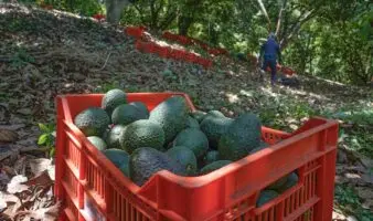 Industria del aguacate paraliza actividades tras jornada violenta en Michoacán