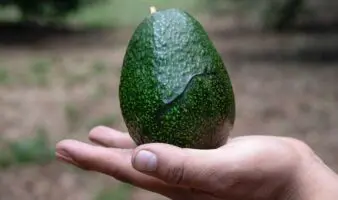 El aguacate pierde hasta 5 % de su valor por extorsiones antes de llegar al Super Bowl: ANPEC